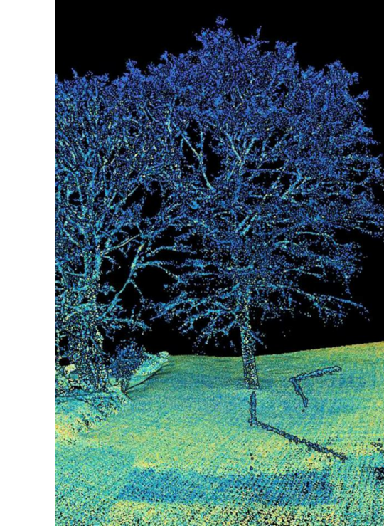 arbre nuage de pojnts